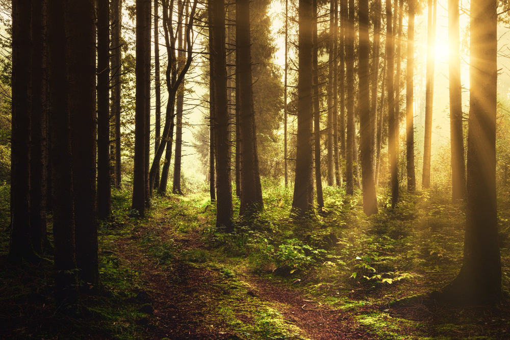 Forêt